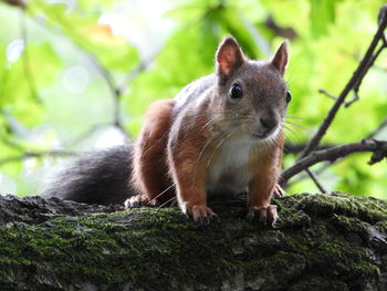 Close-up portrait of a squirrel on tree