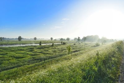 Scenic view of agricultural field against sky