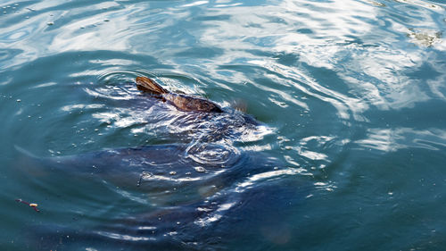 High angle view of bird swimming in lake