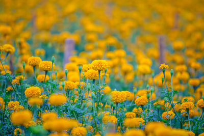 Close-up of yellow flowering plants on field