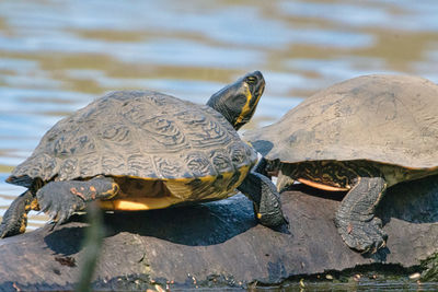 Close-up of a turtle in the sea