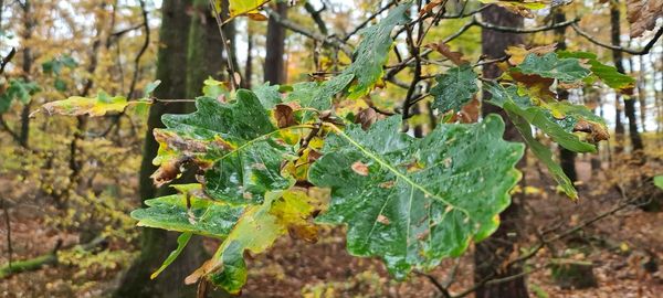Close-up of green leaves on plant