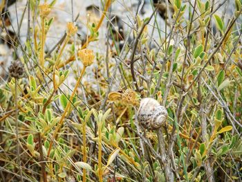 Close-up of iguana on plants