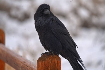 Close-up of bird perching on wooden post