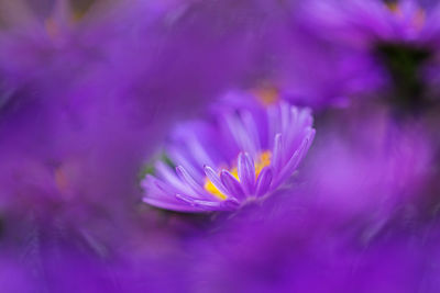 Close-up of purple crocus flower