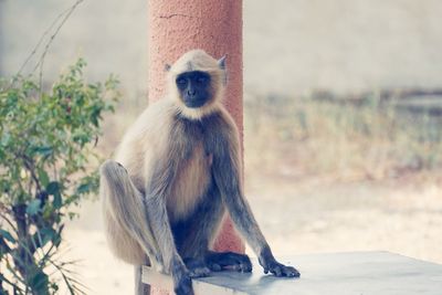 Monkey sitting on tree