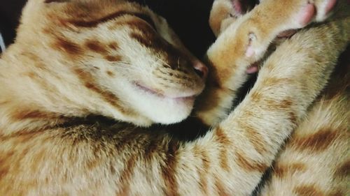 Close-up of cat sleeping