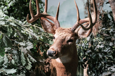 Close-up of deer standing by plants