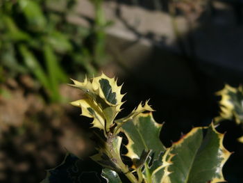 Close-up of leaves