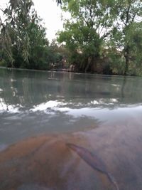 Scenic view of lake against trees