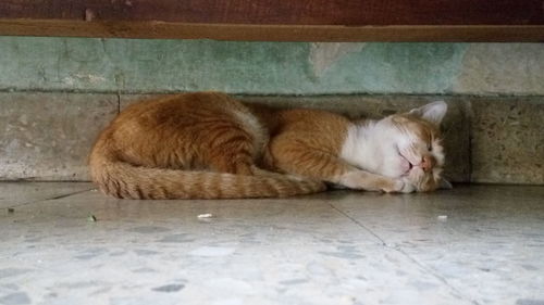 Cat sleeping on floor