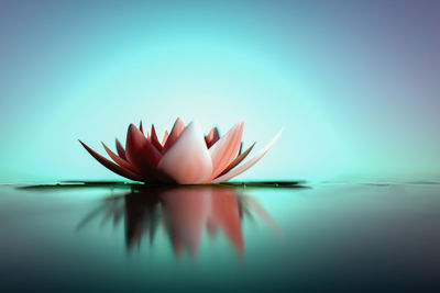 Close-up of red flower floating on water against blue background