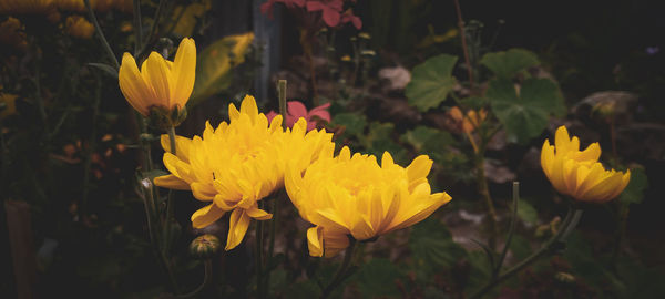 Close-up of yellow flowering plant on field