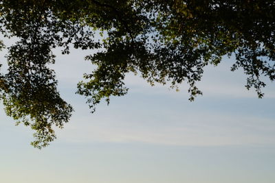 Low angle view of tree against sky