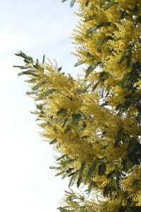 Low angle view of tree against sky