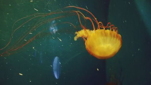 Close-up of fish swimming in sea