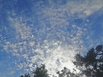 Low angle view of trees against blue sky