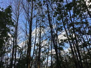 Low angle view of trees in forest