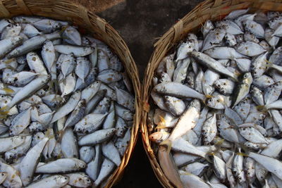 High angle view of fish for sale in market. fish for background