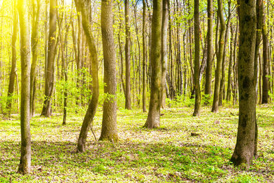 View of trees in forest