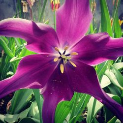 Close-up of pink flower