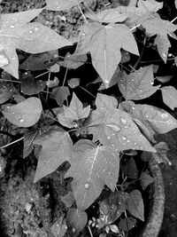 Close-up of leaves on wet leaf