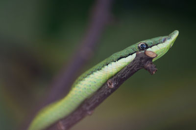 Close-up of insect on leaf