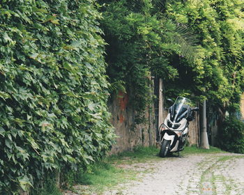 Bicycle amidst trees in park