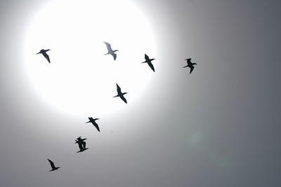 Low angle view of silhouette birds flying in sky
