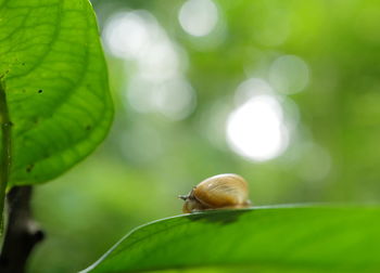 Close-up of snail on leaf