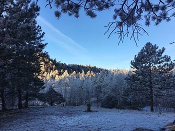 Trees on field against sky during winter