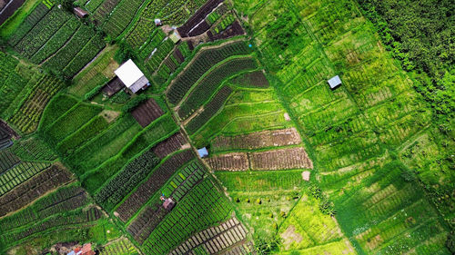 High angle view of trees on field