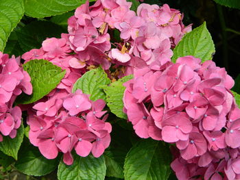 Close-up of pink flowers