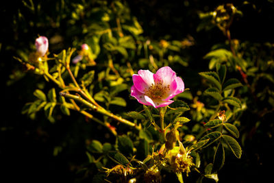 flowering plant