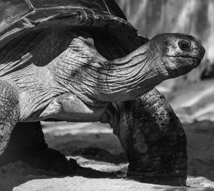 Giant tortoise on field