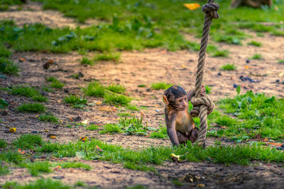 Monkey on a field