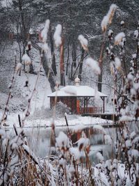 Snow covered trees on field