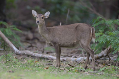 Deer standing on field