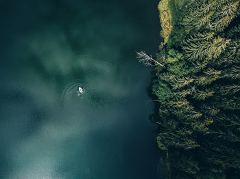Aerial view of lake by trees in forest