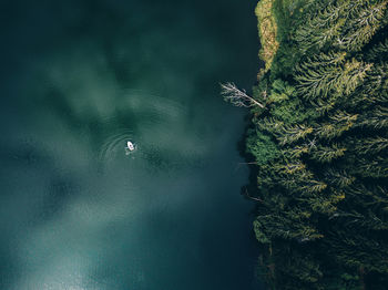 High angle view of pine tree in lake