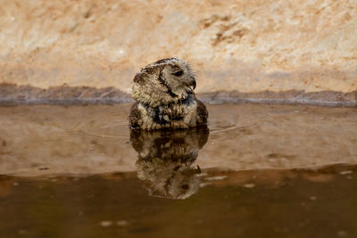 Duck in a lake