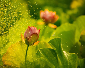 Close-up of raindrops on plant