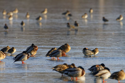 Mallard and the coot on the frozen soderica lake, croatia