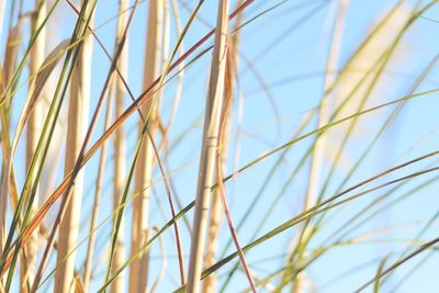 Close-up of grass against blue sky