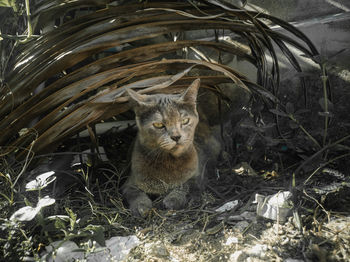 Portrait of cat sitting on land