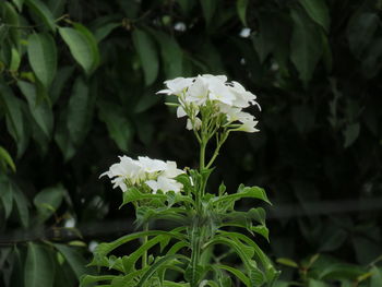 Close-up of white flowering plant