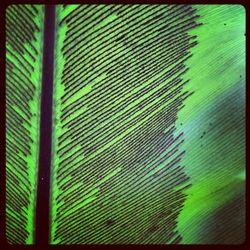 Full frame shot of green leaves