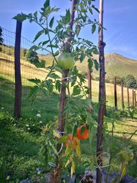 Plants growing on field by fence