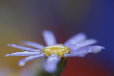 Close-up of purple flowering plant