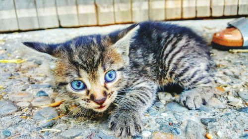 Close-up portrait of kitten on street